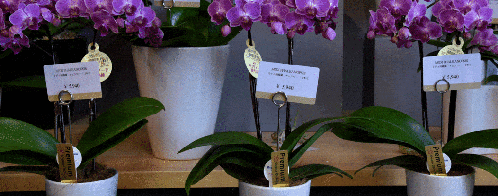 flower-shop-display-edikio-price-tag